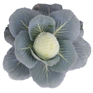 Gayatri Cabbage From Known You Seed (India)-KYI